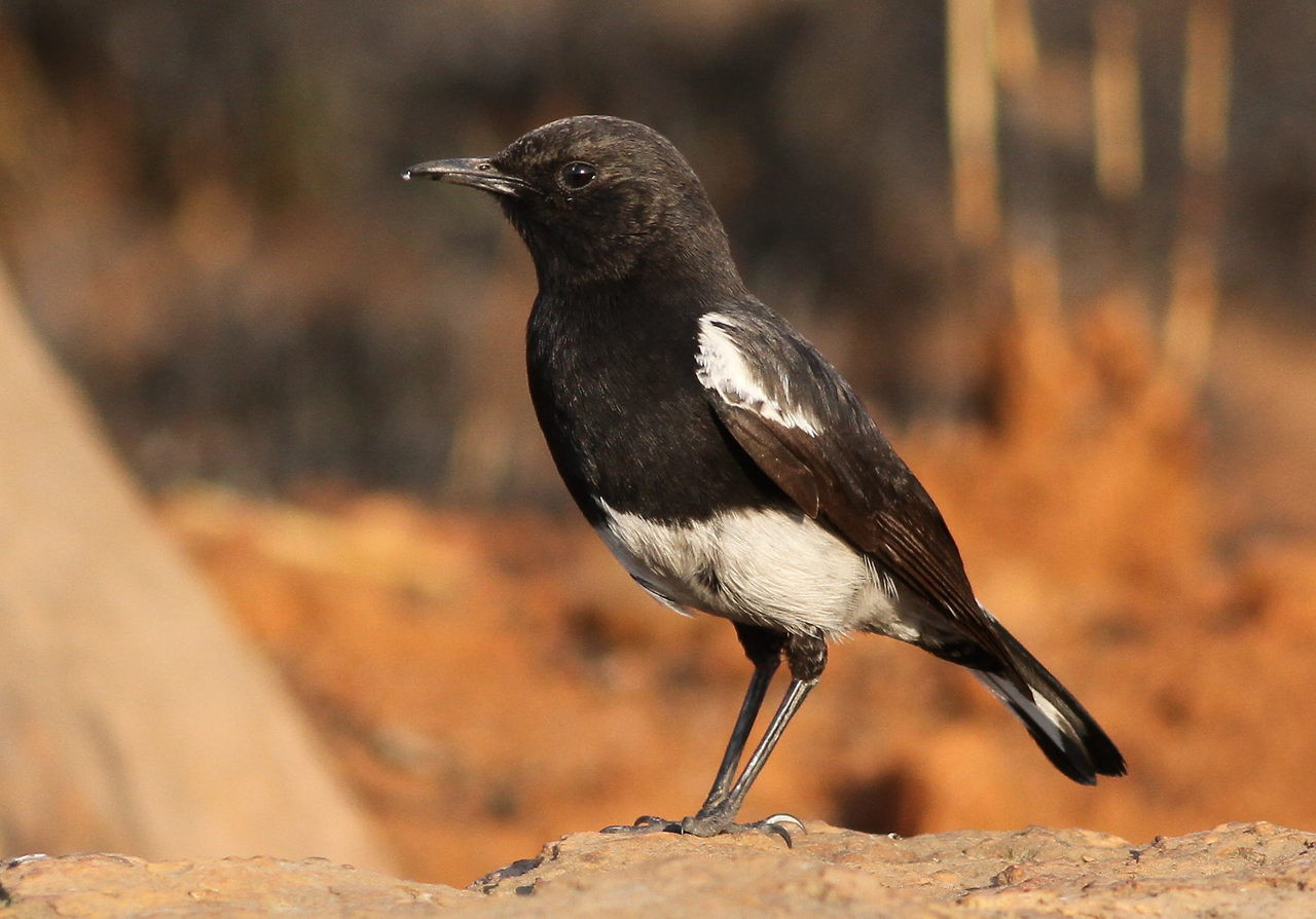 image Mountain Wheatear